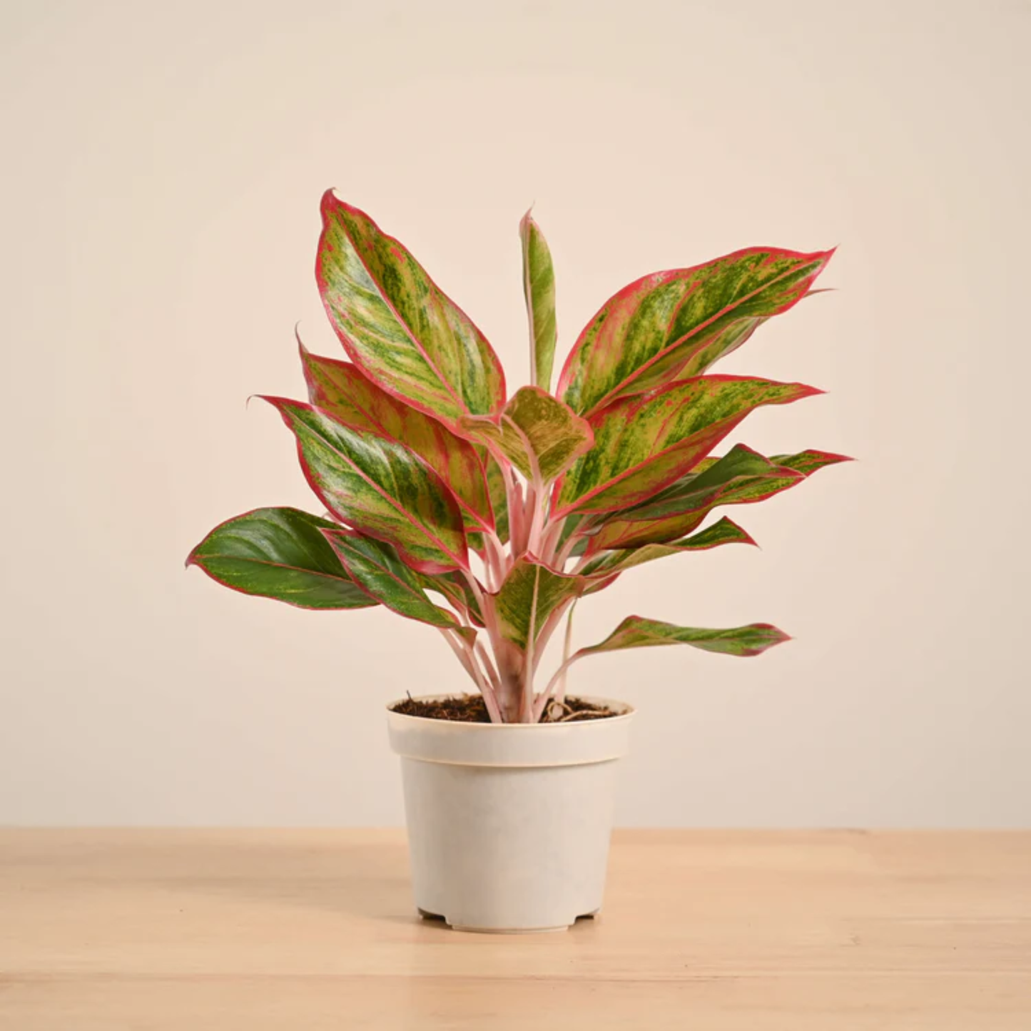 Aglaonema Red Lipstick Plant