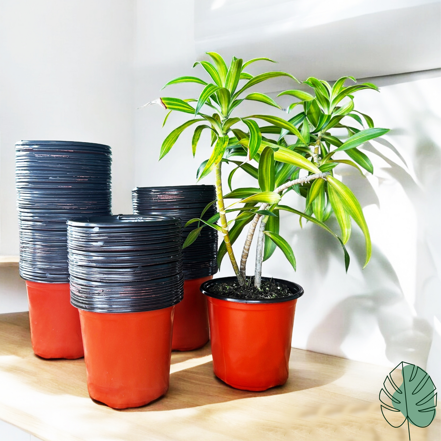 Gachera 5 Inch Thermoform Pot (5" Dia x 4.8" H) | Standard Size 5 inch Pot for Home Garden, Nursery, Succulents & Flowering Plants