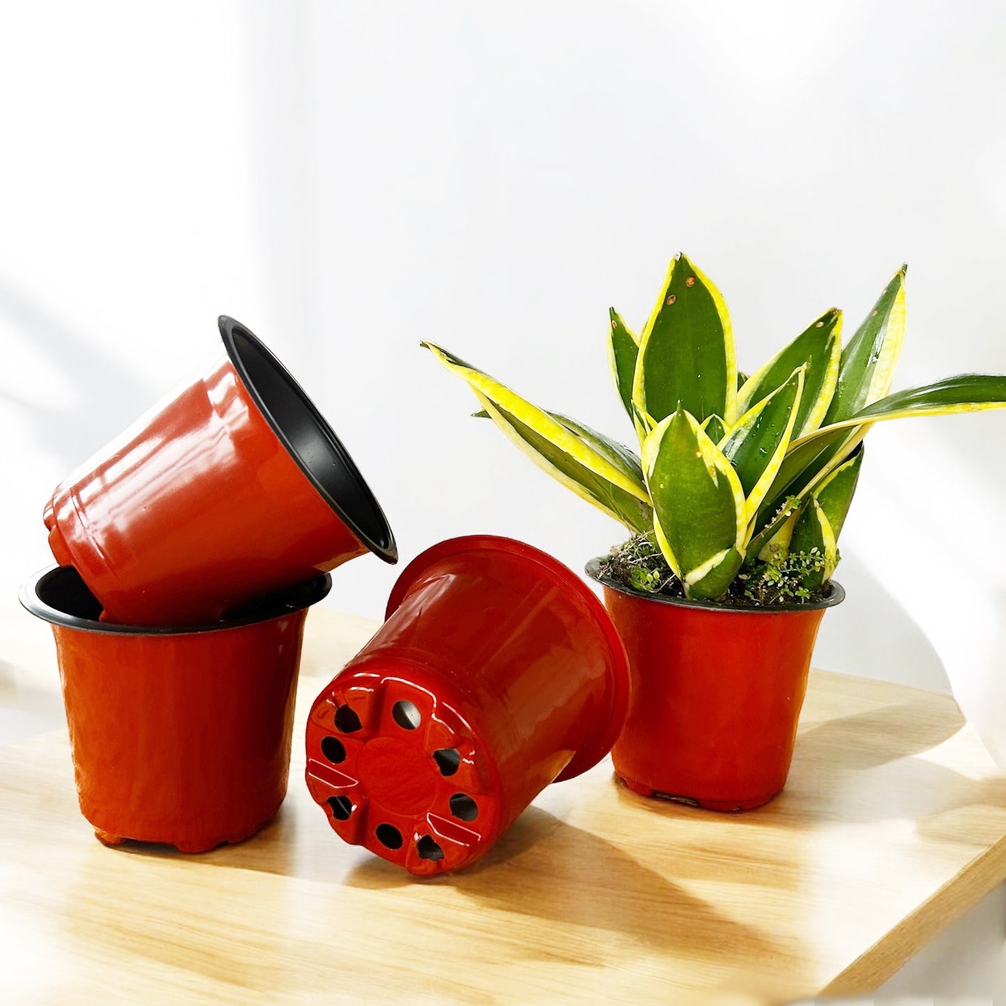 Gachera 4 Inch Thermoform Flower Pot | Lightweight Plastic Nursery Pot for Plants & Seedlings