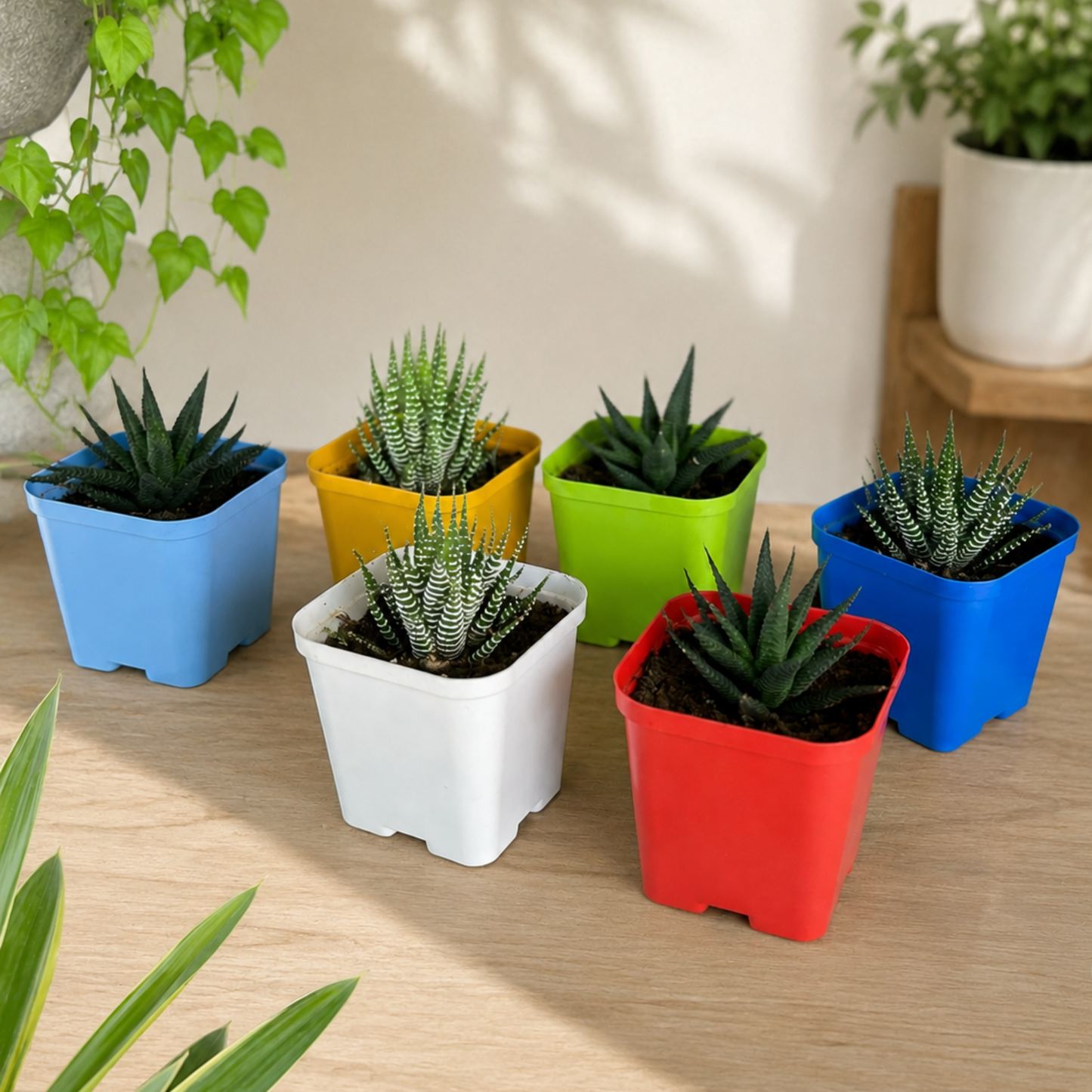 3 Inch (8cm x 8cm) Square Pots - Assorted Colours