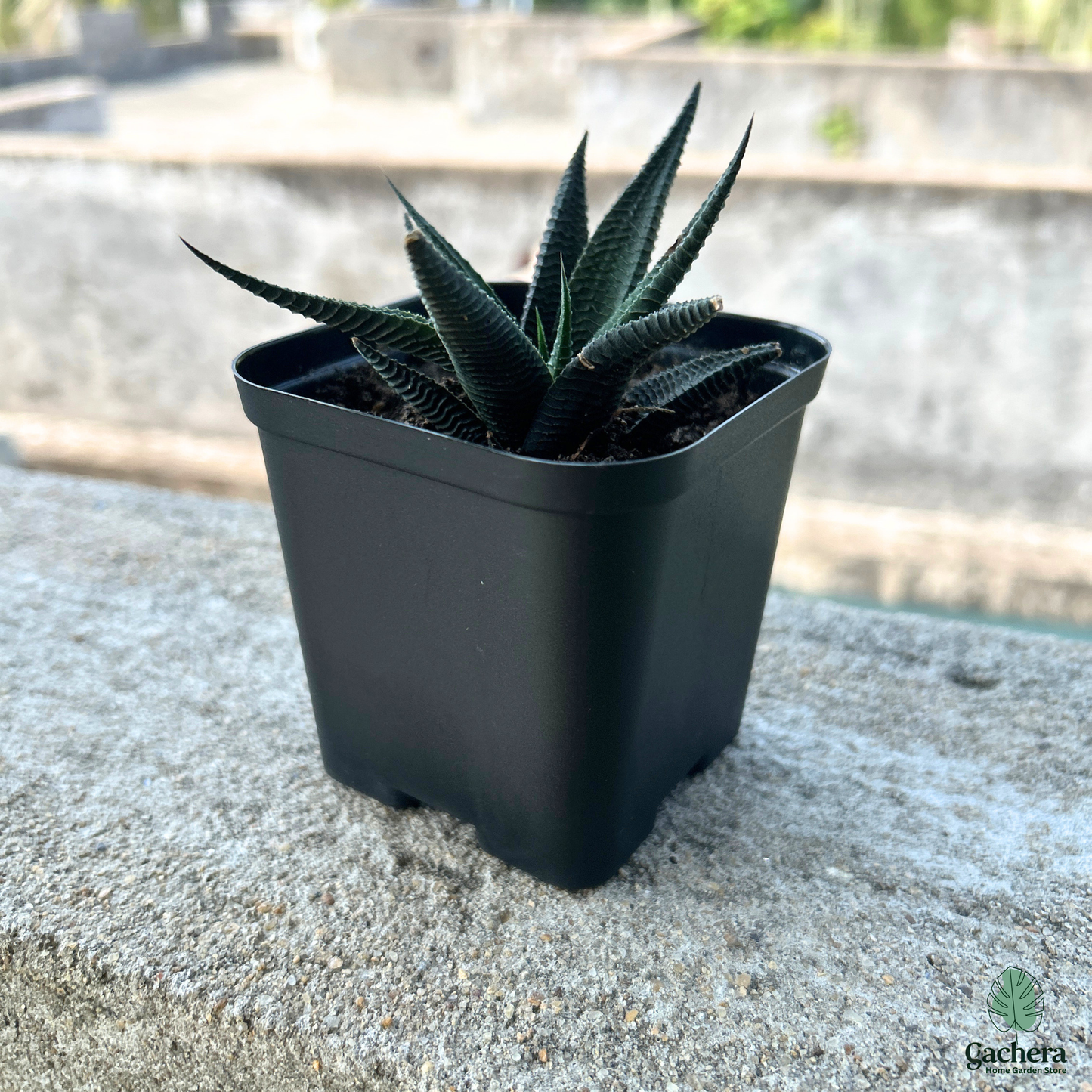 3 Inch Square Plant Pots - Black