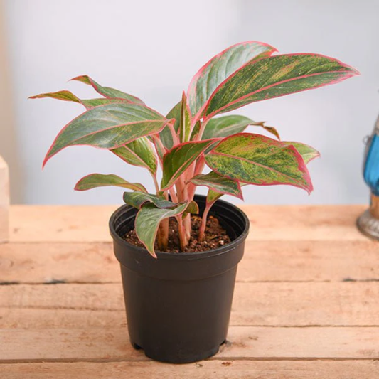 Aglaonema Red Lipstick Plant