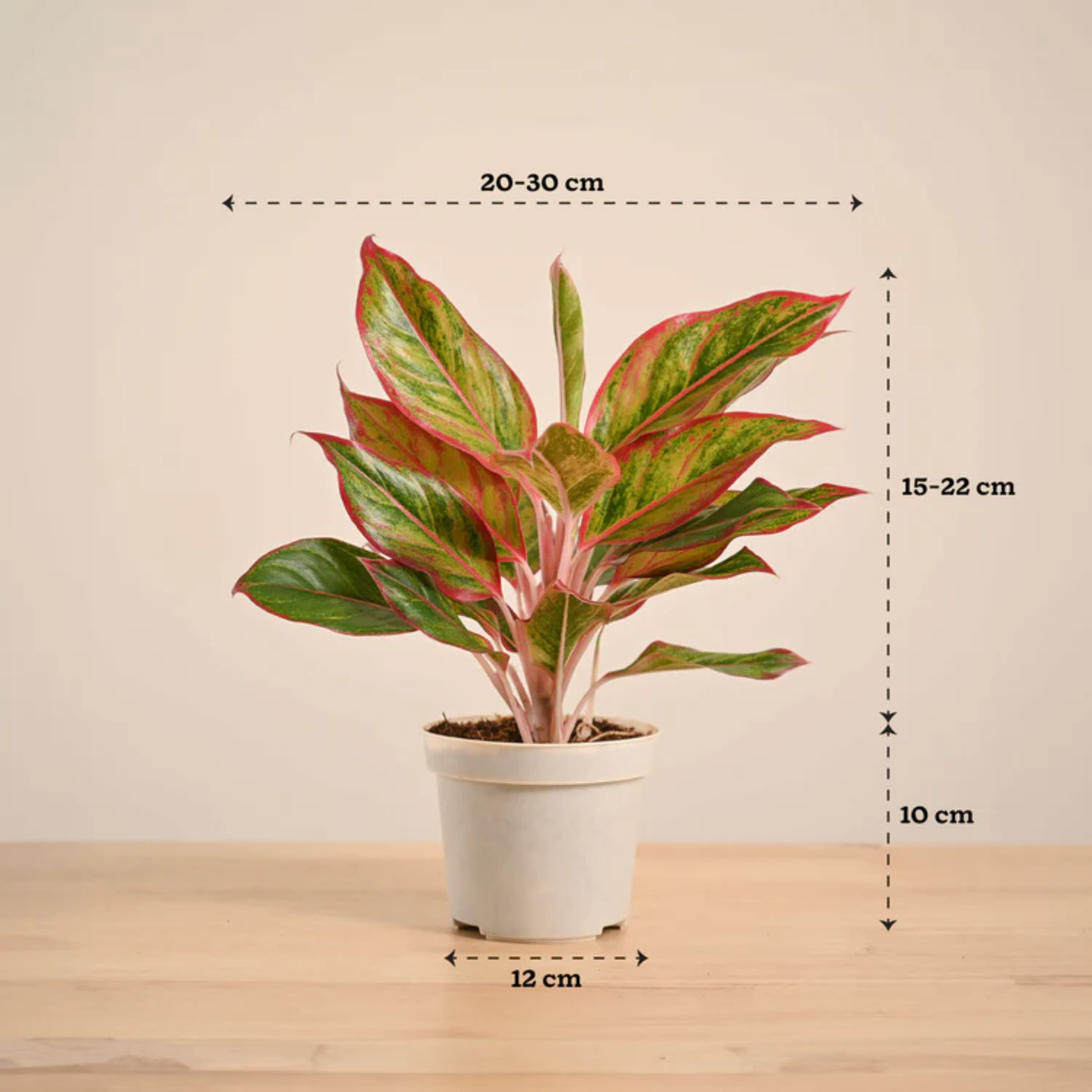 Aglaonema Red Lipstick Plant