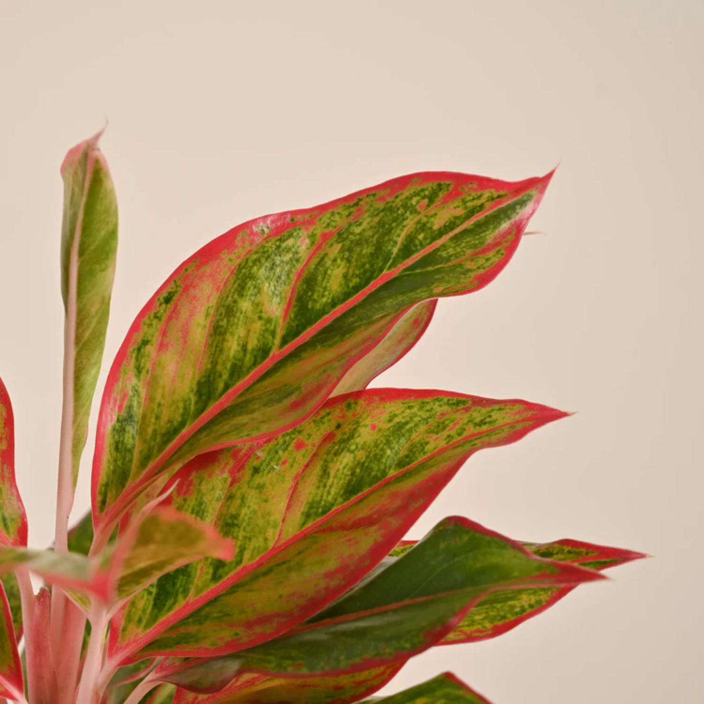 Aglaonema Red Lipstick Plant