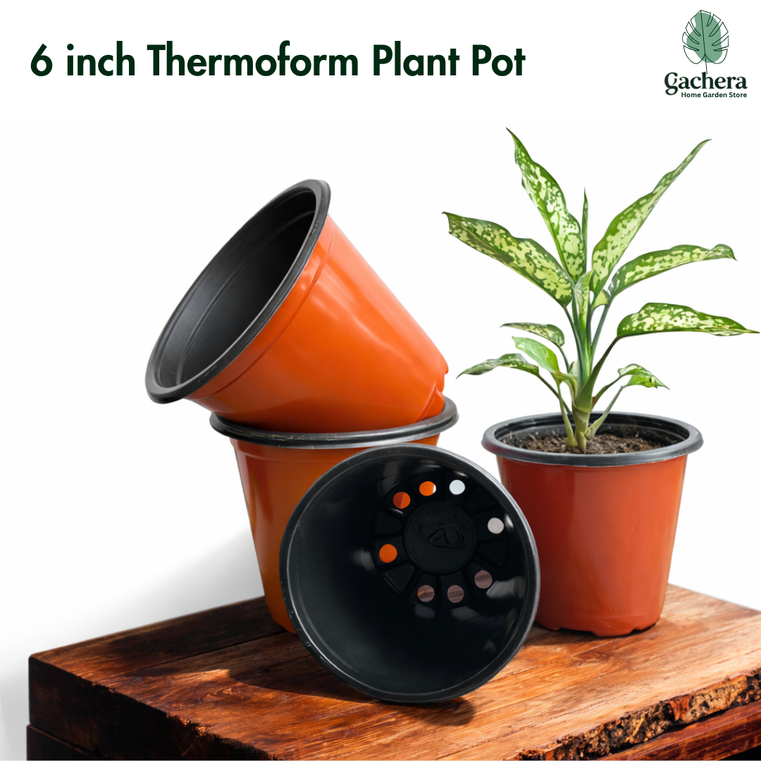 Gachera 6 Inch Thermoform Flower Pot (6" Dia x 5.2" H) | Lightweight Plastic Plant Pot for Home Garden, Nursery, Succulents & Flowering Plants