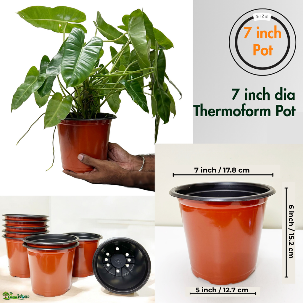Gachera 7 Inch Thermoform Flower Pot (7" Dia x 6.1" H) | Lightweight Plastic Plant Pot for Home Garden, Nursery, Flowering Plants & Vegetables