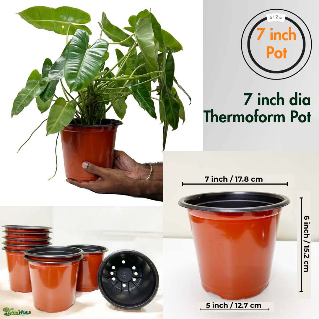 7 Inch Thermoform Pot (7" Dia x 6.1" H) | Lightweight Plastic Pot for Home Garden & Nursery