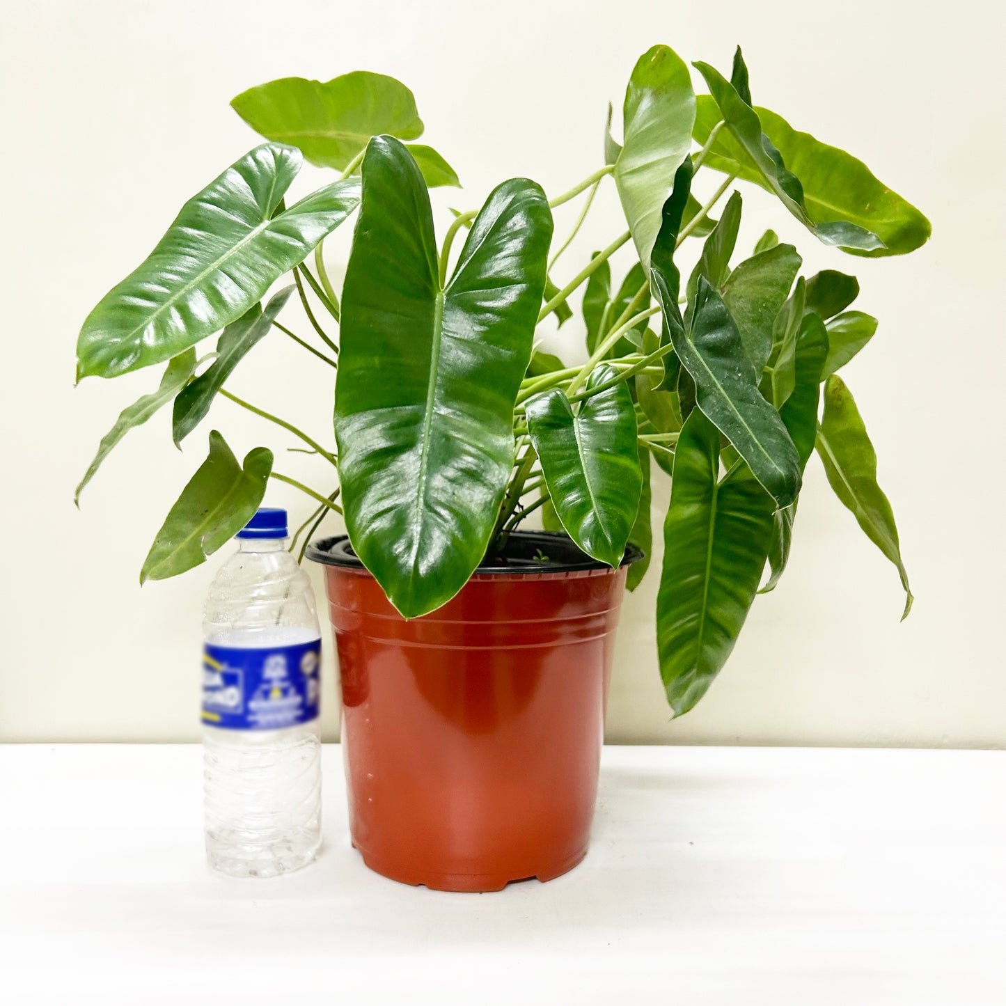 8 Inch Thermoform Pot (8" Dia x 7.3" H) | Home Garden & Nursery